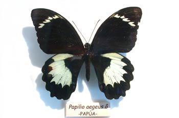 papilio aegus macho (Nueva Guinea)