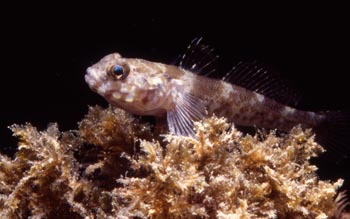 Gobio marino (Gobido)