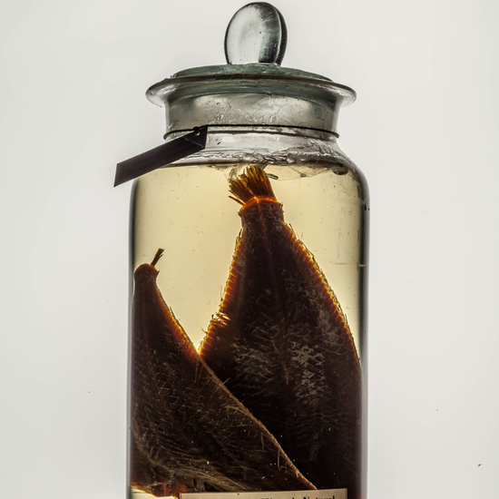 IES_CARDENALCISNEROS_CIENCIASNATURALES_125