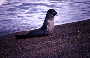 Lobo marino del Sur, Argentina