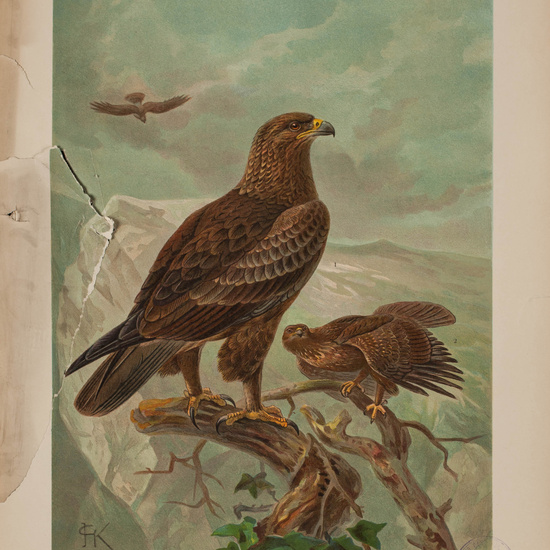 IES_CARDENALCISNEROS_AVES_LAMINAS_194