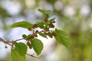 Morera - Fruto (Morus alba)