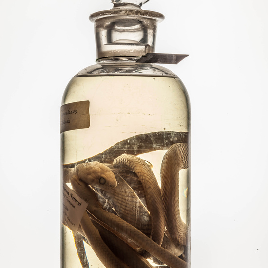 IES_CARDENALCISNEROS_CIENCIASNATURALES_252