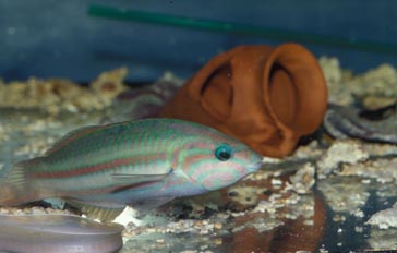 Labrido (Halichoeres sp.)