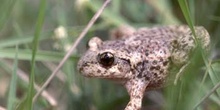 Sapo partero común (Alytes obstetricans)