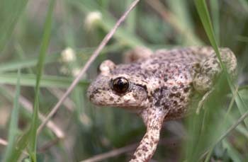 Sapo partero común (Alytes obstetricans)