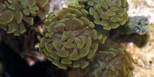 Coral (Euphylia sp.)