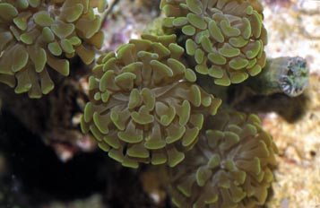 Coral (Euphylia sp.)