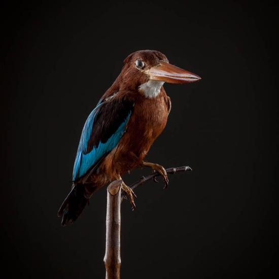 IES_ISABELLACATOLICA_BIOLOGIA_567