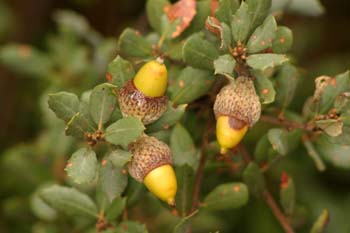 Encina - Bellota (Quercus ilex)