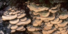Colas de Turquía (Trametes versicolor)