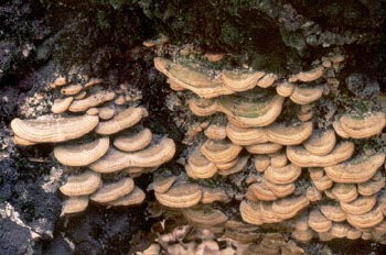 Colas de Turquía (Trametes versicolor)