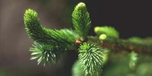 Falso Abeto / Picea - Hojas (Picea sp.)