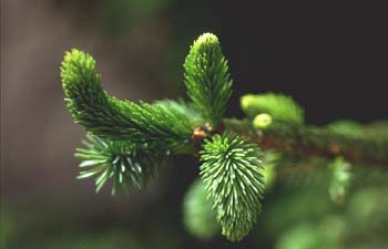 Falso Abeto / Picea - Hojas (Picea sp.)