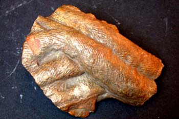 Cruziana sp. (Huella) Ordovícico