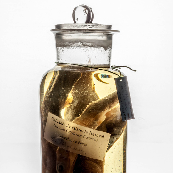 IES_CARDENALCISNEROS_CIENCIASNATURALES_402