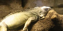 Iguana (Iguana sp.)