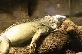 Iguana (Iguana sp.)