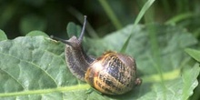 Caracol común (Helix aspersa)