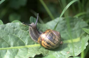 Caracol común (Helix aspersa)