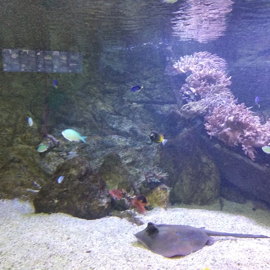 Visita al zoo 2019 28