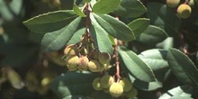 Madroño - Fruto (Arbutus unedo)