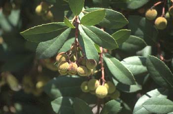 Madroño - Fruto (Arbutus unedo)