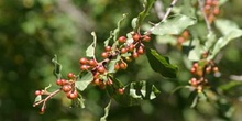 Arraclán (Frangula alnus)