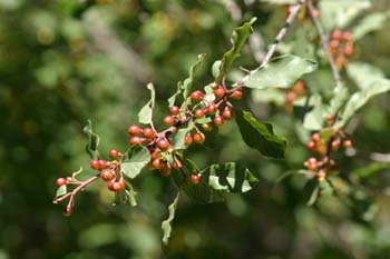 Arraclán (Frangula alnus)