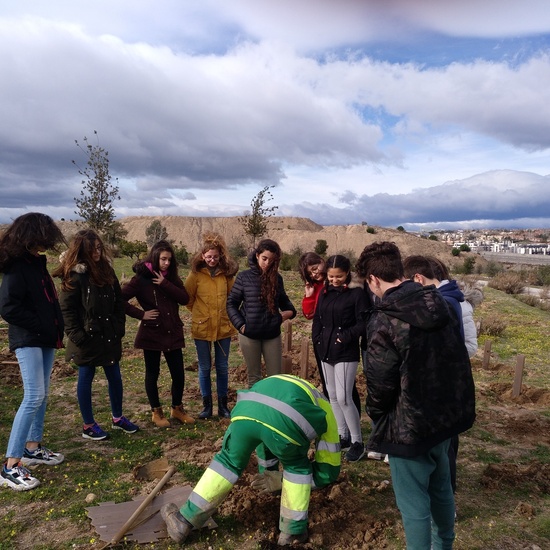 Plantación en el parque forestal de Valdebebas 2019 18