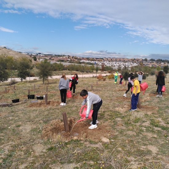 Plantación en el parque forestal de Valdebebas 2019 14