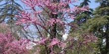 árbol del amor - Porte (Cercis siliquastrum)