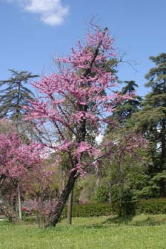 árbol del amor - Porte (Cercis siliquastrum)