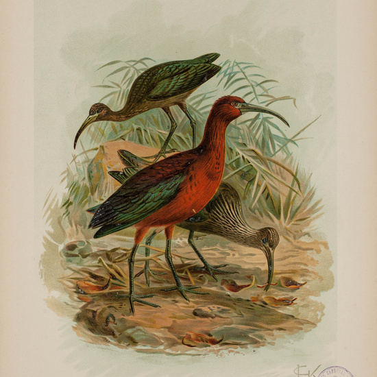 IES_CARDENALCISNEROS_AVES_LAMINAS_001