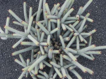 Euphorbia baioensis