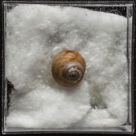 IES_ISABELLACATOLICA_BIOLOGIA_319