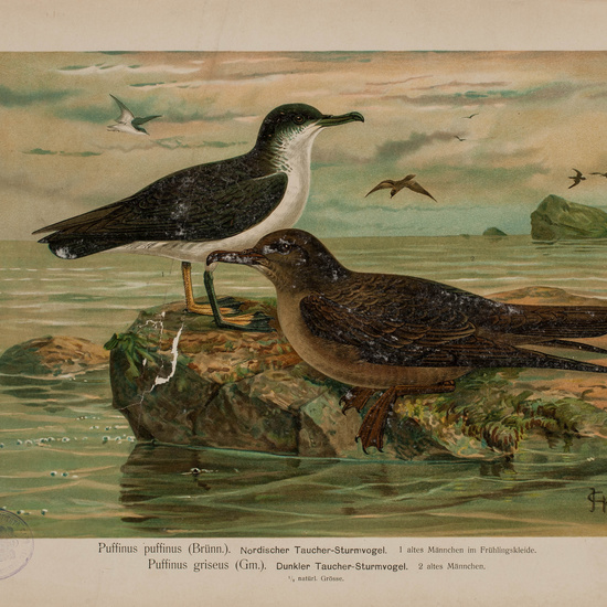 IES_CARDENALCISNEROS_AVES_LAMINAS_127