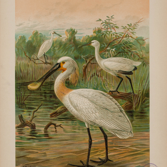 IES_CARDENALCISNEROS_AVES_LAMINAS_005