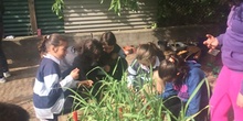 2019_05_Los alumnos de 4º en el Huerto_CEIP FDLR_Las Rozas 42