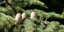 Cedro del Libano - Piñas (Cedrus libani)