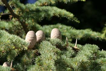 Cedro del Libano - Piñas (Cedrus libani)