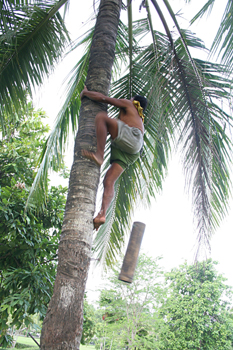 Recolector de vino de Palma, Jogyakarta, Indonesia