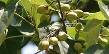 Paulonia (Paulownia tomentosa)