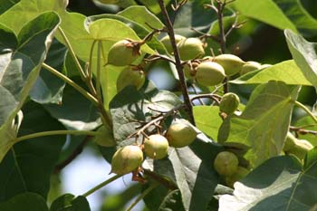 Paulonia (Paulownia tomentosa)