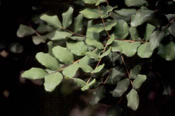 Algarrobo - Hoja (Ceratonia siliqua)