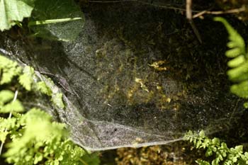 Tela de araña (Araneae Ord.)