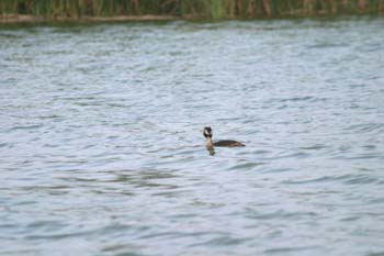 Somormujo lavanco (Podiceps cristatus)