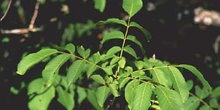 Nogal - Hojas (Juglans regia)