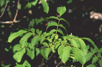 Nogal - Hojas (Juglans regia)