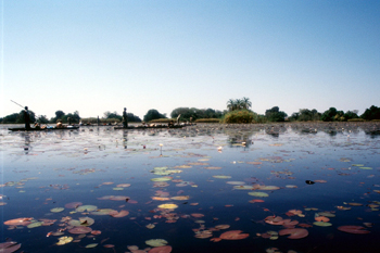 Laguna de Nenúfares, Botswana